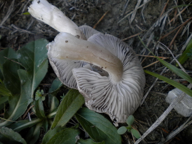 Tricholoma 1