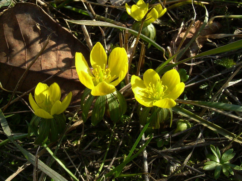 Eranthis hyemalis ed Hepatica nobilis