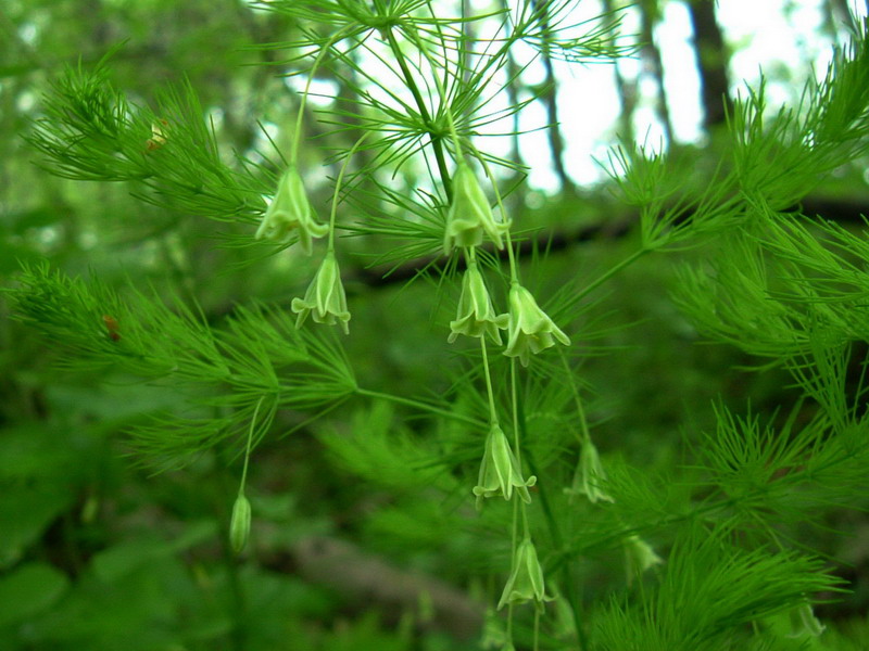 Asparagus tenuifolius / Asparago selvatico