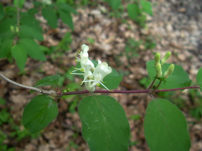 Lonicera nigra