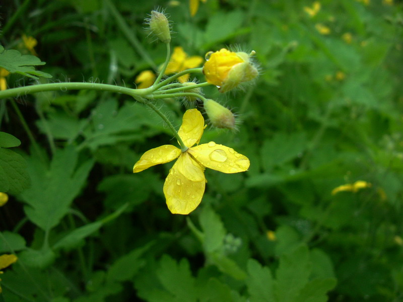 Papaveracea - Chelidonium majus