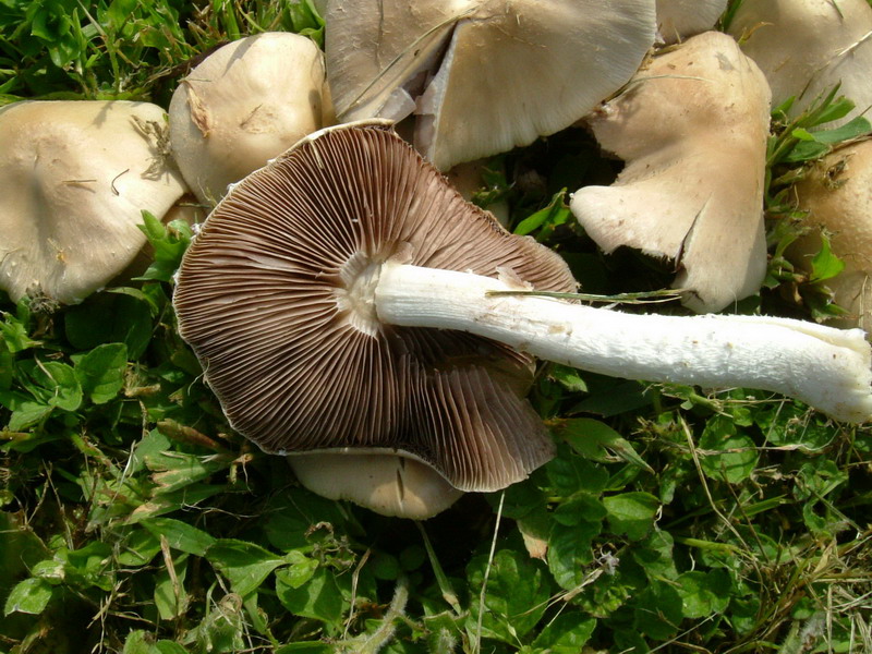 Da determinare (cfr. Psathyrella candolleana)