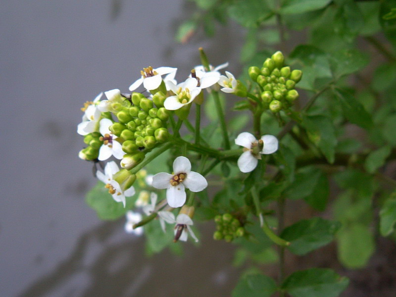 Nasturtium officinale / Crescione d''acqua