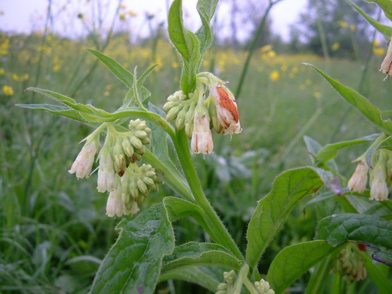 Symphytum officinale / Consolida maggiore