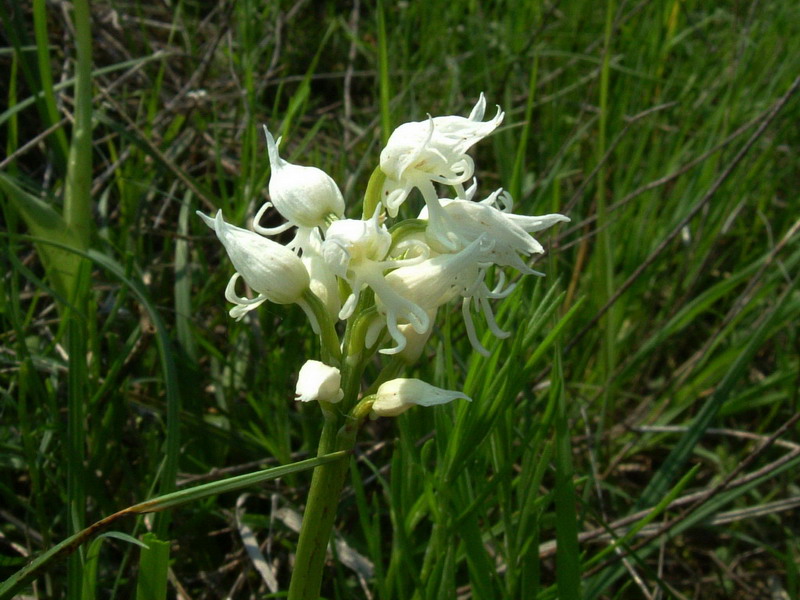Orchis simia albina