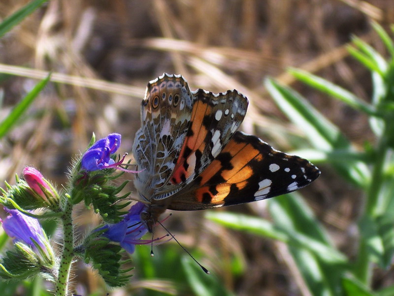 Farfalla1 - Vanessa cardui