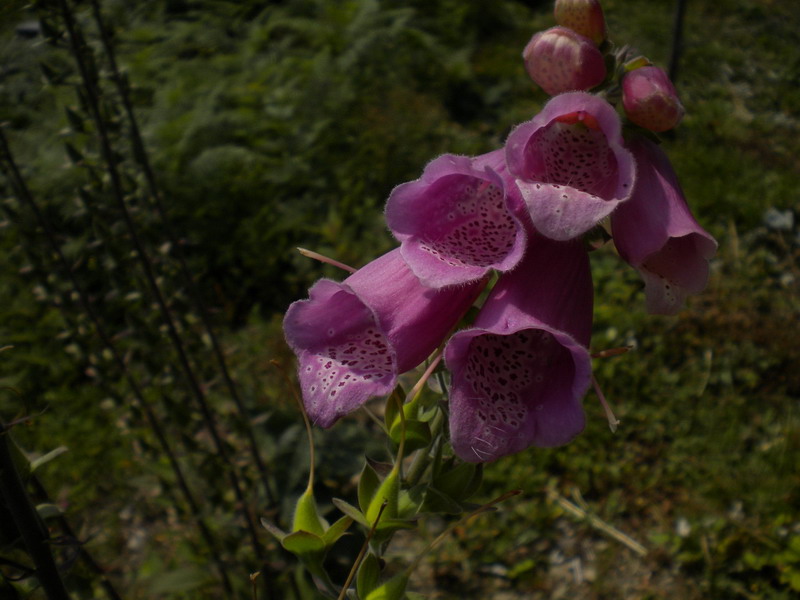 Digitalis purpurea rinselvatichita.