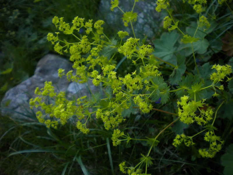 Alchemilla sp. (gruppo vulgaris)