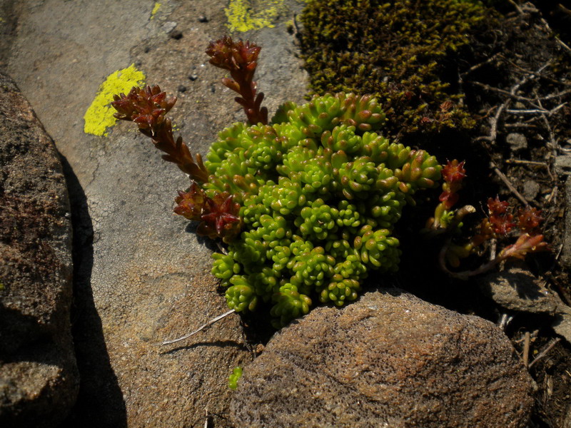 Sedum alpestre / Borracina alpestre