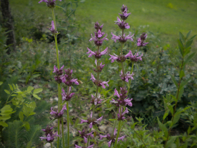 Stachys cfr.officinalis