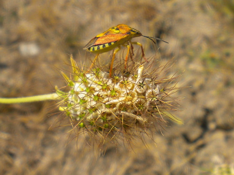 Pentatomidae problematico: Codophila varia dell''Emilia