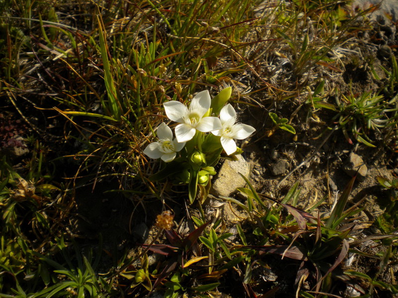Gentianella campestris