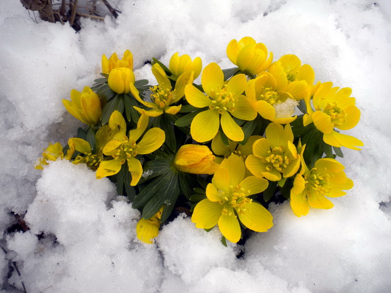 Pi di gallo - Eranthis hyemalis