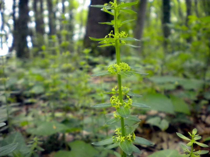 Galium ? - Cruciata glabra