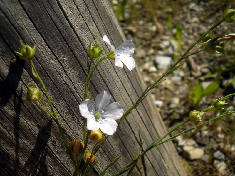 Linum bienne