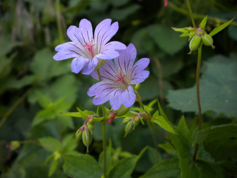 Geranium nodosum / Geranio nodoso