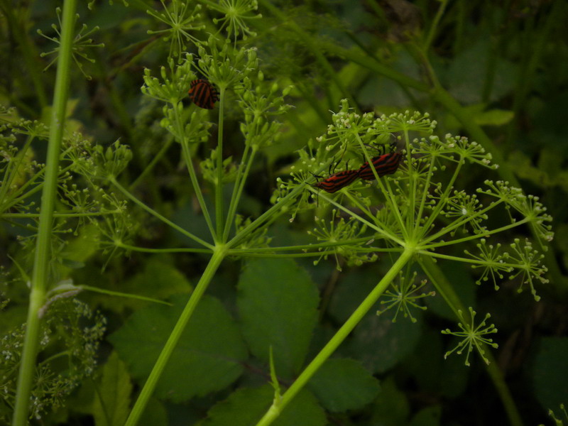 Da determi....Apiacea
