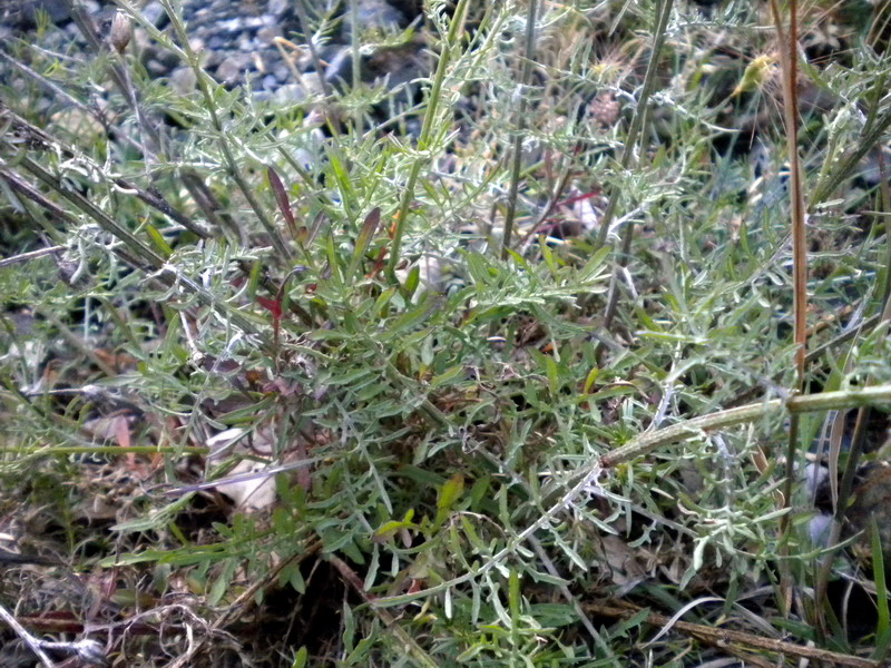 Jasione montana L. su rocce ofiolitiche