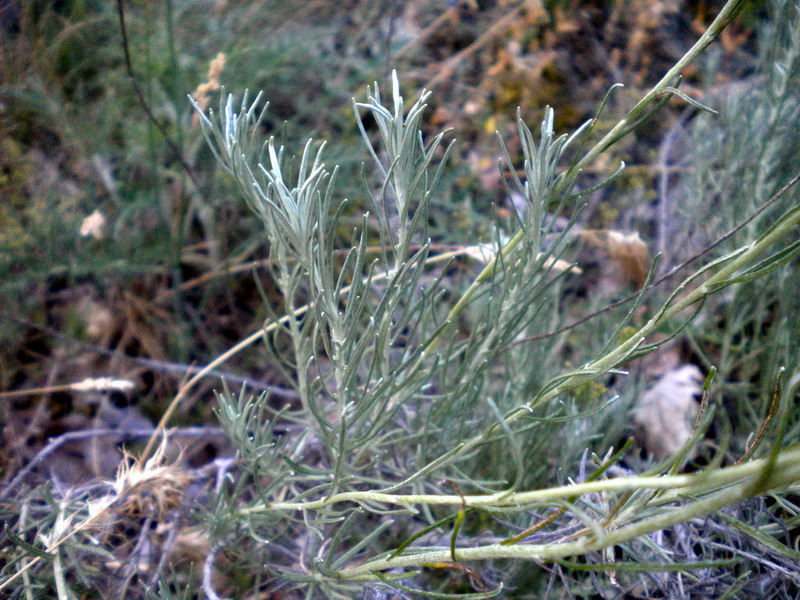 Rocce ofiolitiche 8 - Helicrhrysum sp.