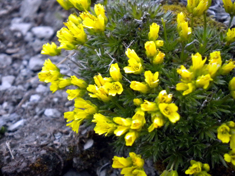 Draba aizoides