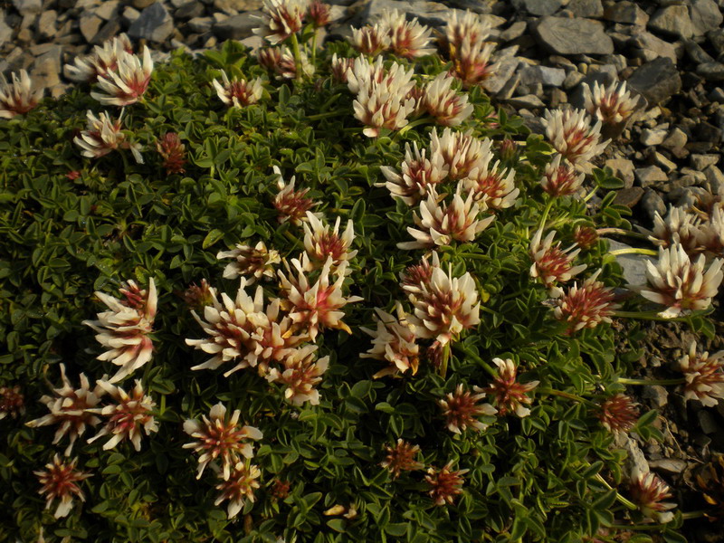 Alto appennino 1 - Trifolium thalii Vill.