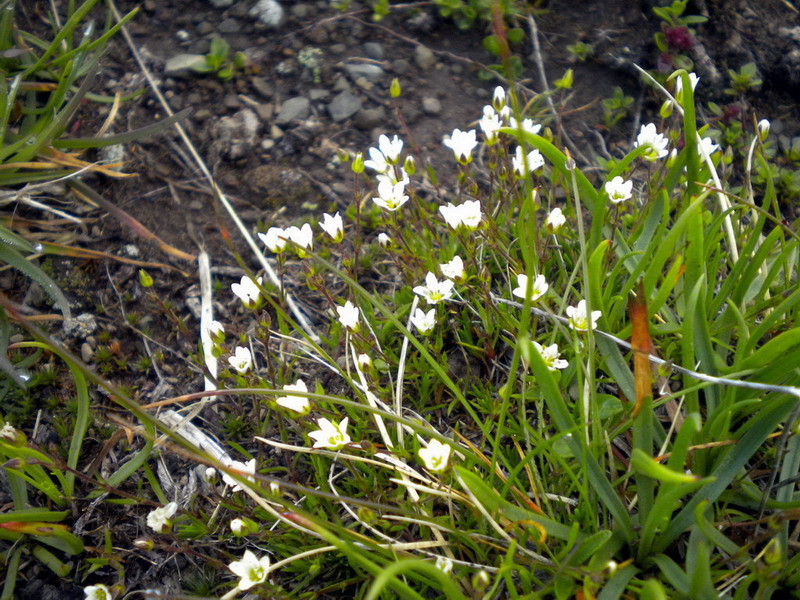 Alto appennino 4 - Minuartia sp.