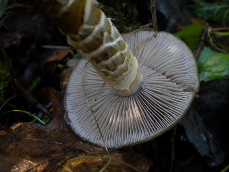 Cortinarius trivialis