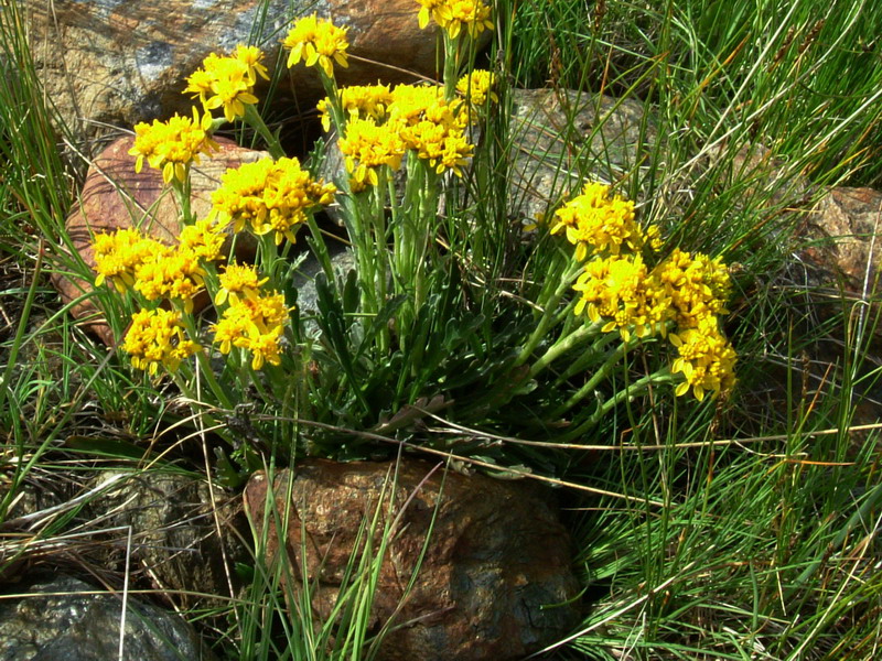 Senecio incanus