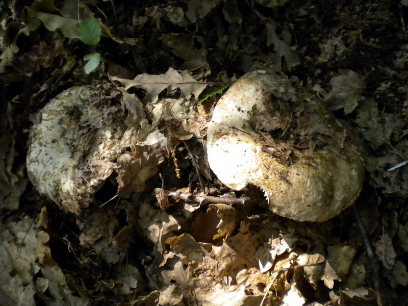Russula 1