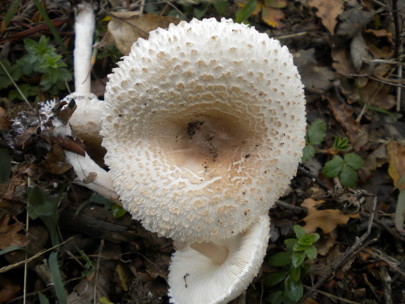 Macrolepiota