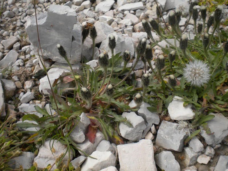 Scorzoneroides montana (=Leontodon montanus) /  Dente di leone montano