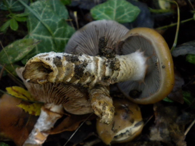 Cortinarius trivialis