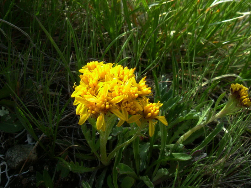 Senecio incanus