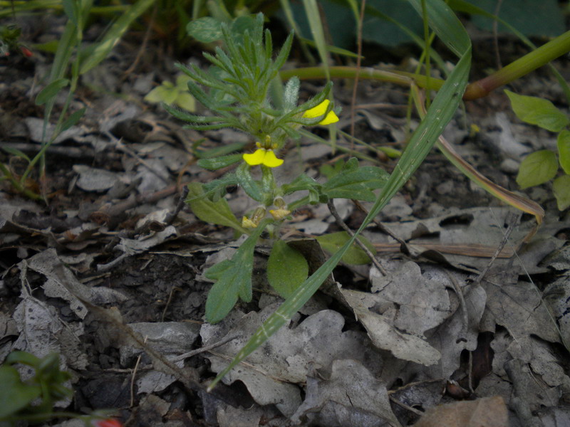 Nel frumento - Ajuga chamaepitys