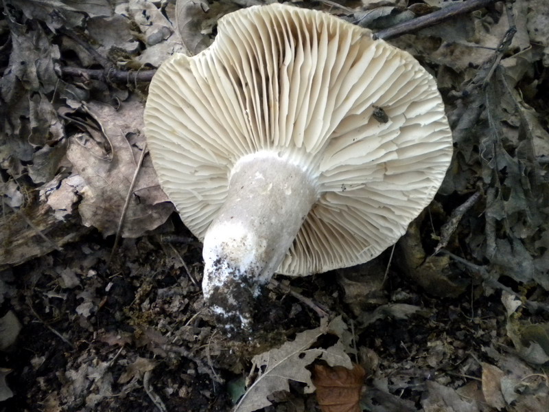 Russula 1