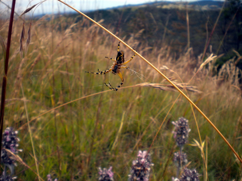 Aculepeira armida (Araneidae).