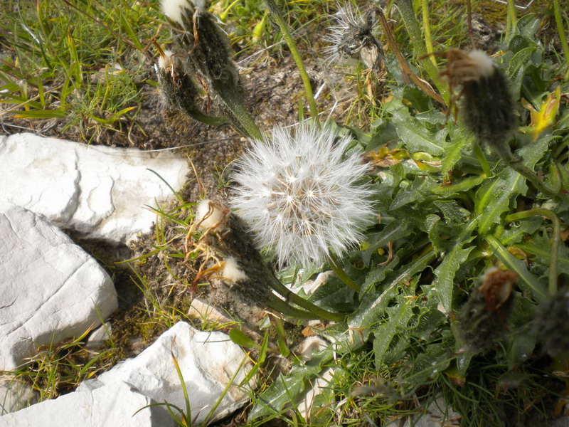 Scorzoneroides montana (=Leontodon montanus) /  Dente di leone montano