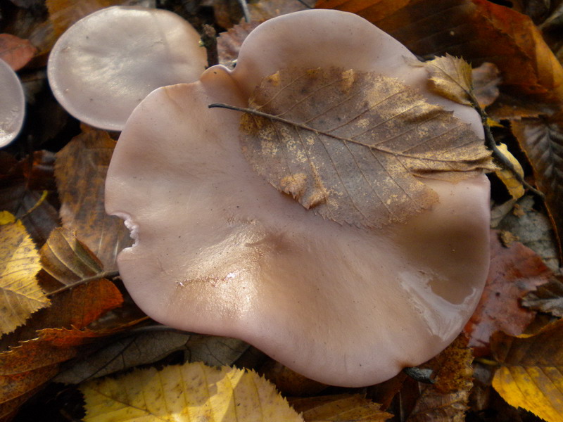 Lepista
