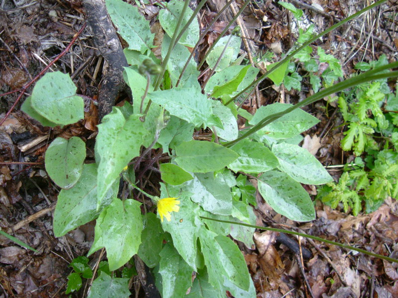Hieracium cfr. murorum