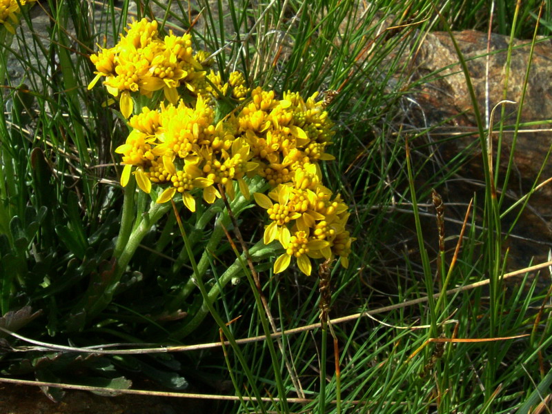 Senecio incanus