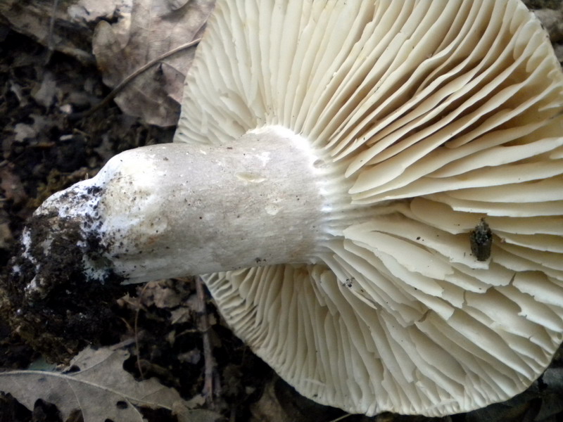 Russula 1