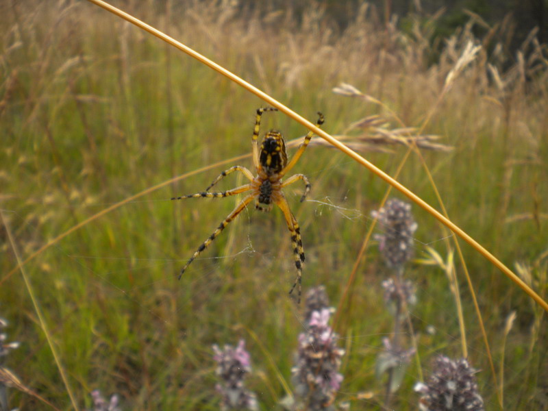 Aculepeira armida (Araneidae).