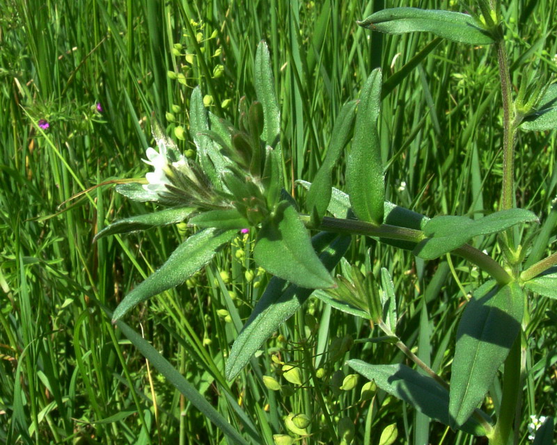 Buglossoides arvensis / Erba-perla minore