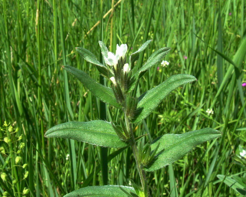 Buglossoides arvensis / Erba-perla minore