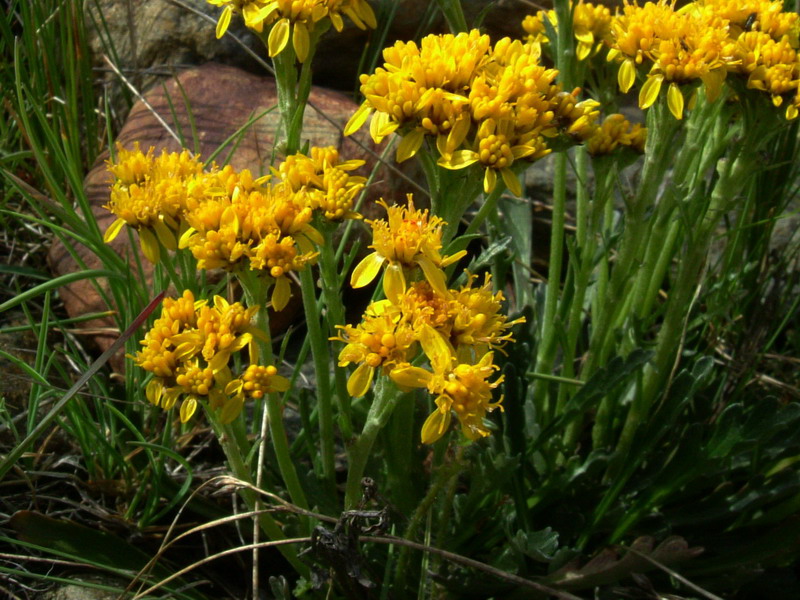 Senecio incanus