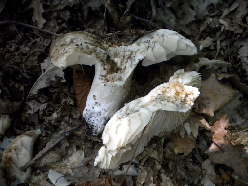 Russula 1