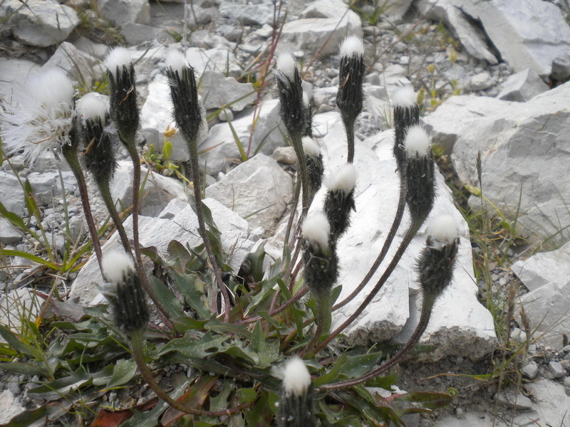 Scorzoneroides montana (=Leontodon montanus) /  Dente di leone montano