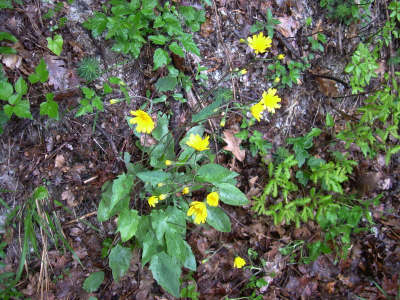 Hieracium cfr. murorum