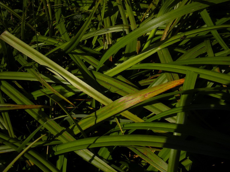 Da determinare 1 - Cyperacea