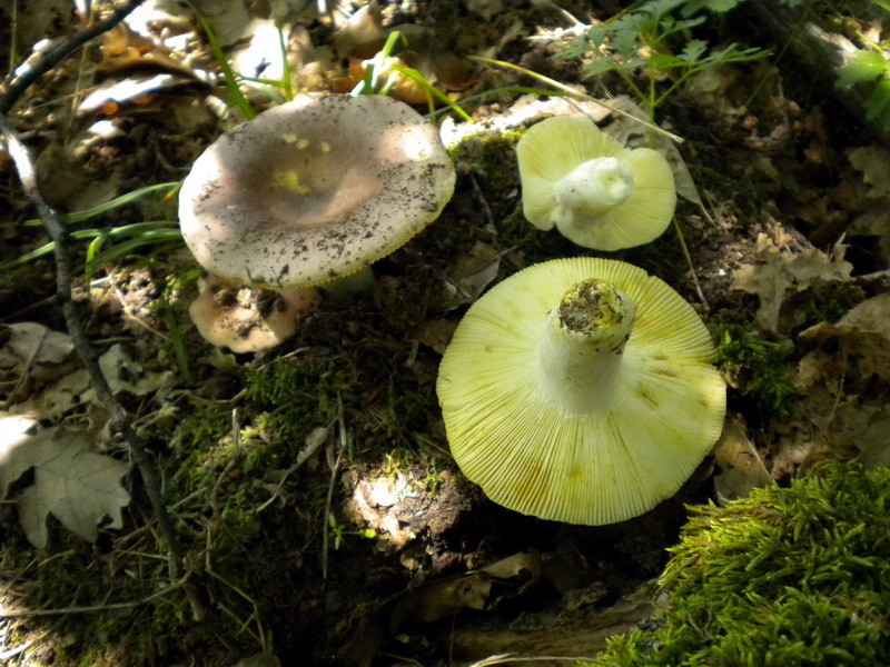 Russula 2